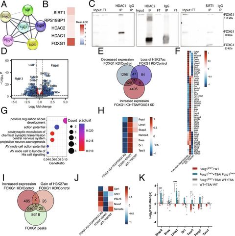 New Paper Multimodal Epigenetic Changes And Altered Neurod Chromatin