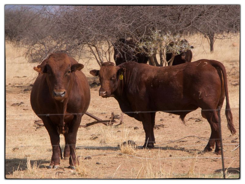 South African Bonsmara cattle on pasture