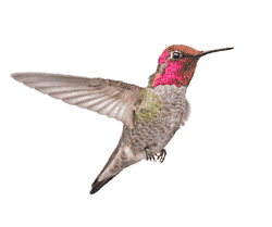 Anna's hummingbird photo courtesy of VJAnderson