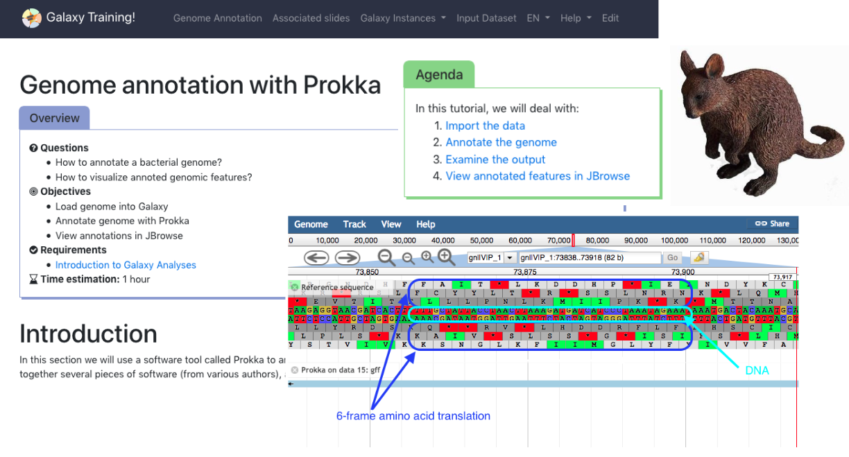 Genome annotation with Prokka