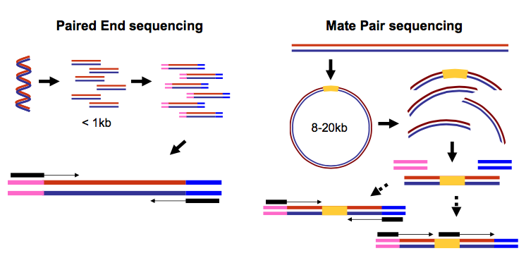 Что означает pair. Mate pair sequencing. NGS секвенирование. Paired-end sequencing. Paired.