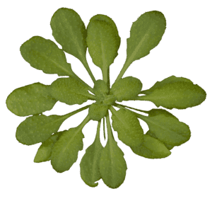 Arabidopsis thaliana