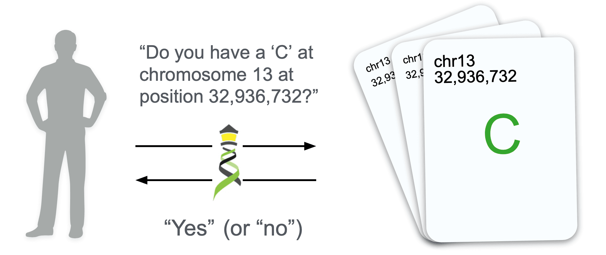 Illustration of a Beacon request. The request and the response are shown as arrows labeled with their respective content. The request asks for a "C" at chromosome 13 at position 32,936,732 and the response is a simple "Yes"