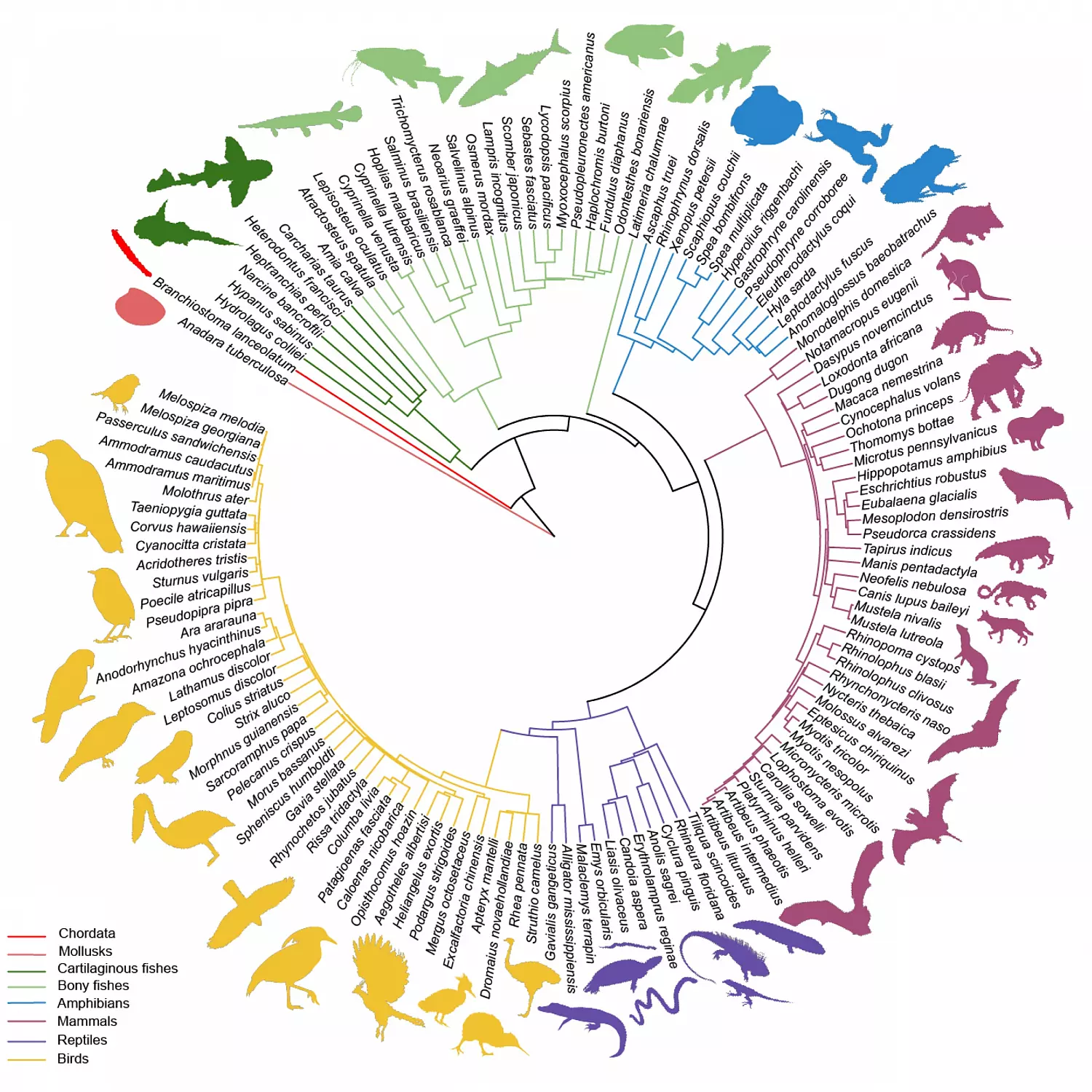 A phylogenetic tree showing the evolutionary relationships among 271 vertebrate species whose genomes were assembled by the Vertebrate Genomes Project