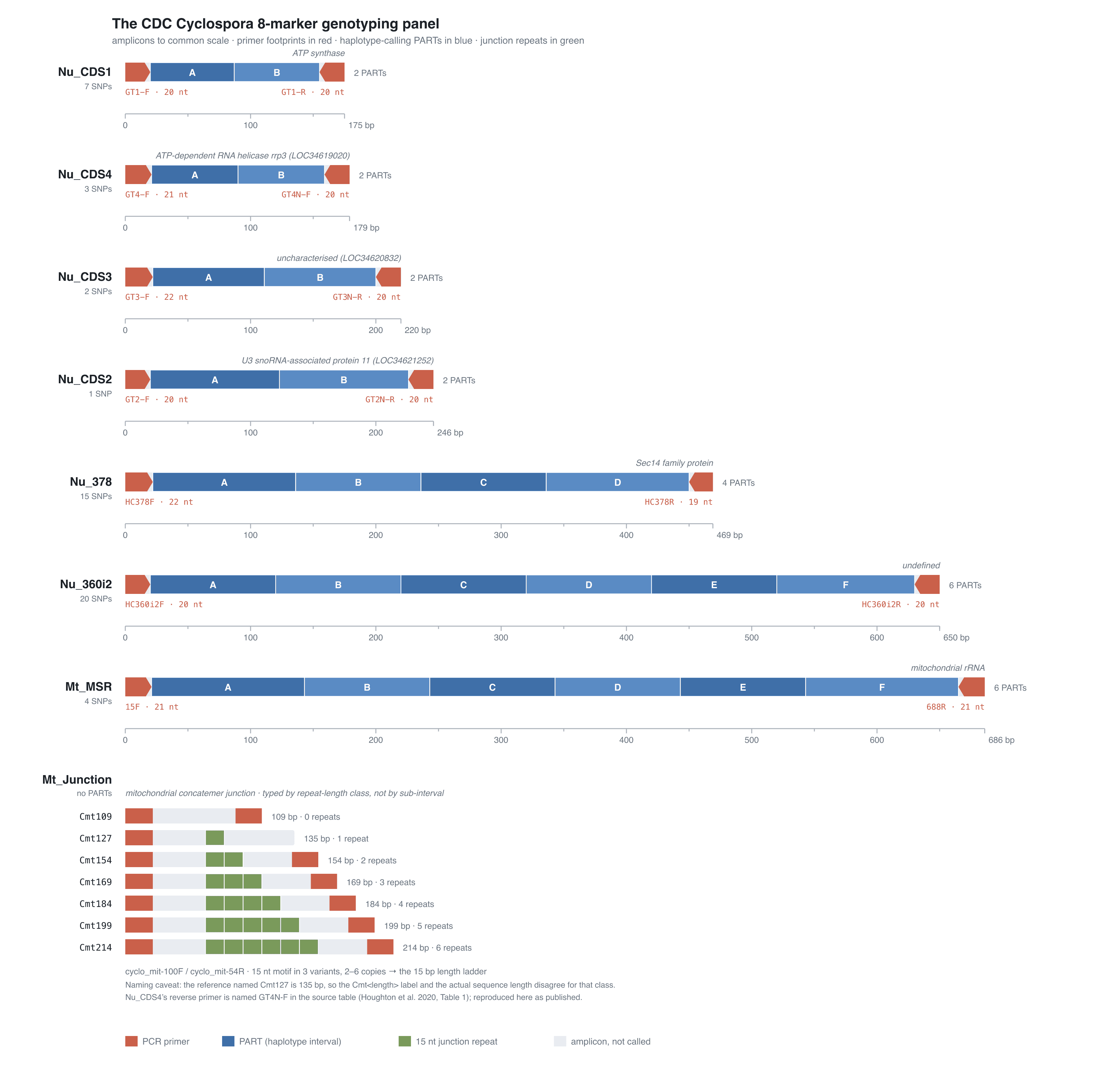 The CDC Cyclospora eight-marker genotyping panel: each amplicon with its primers, SNP count and haplotype-calling windows.