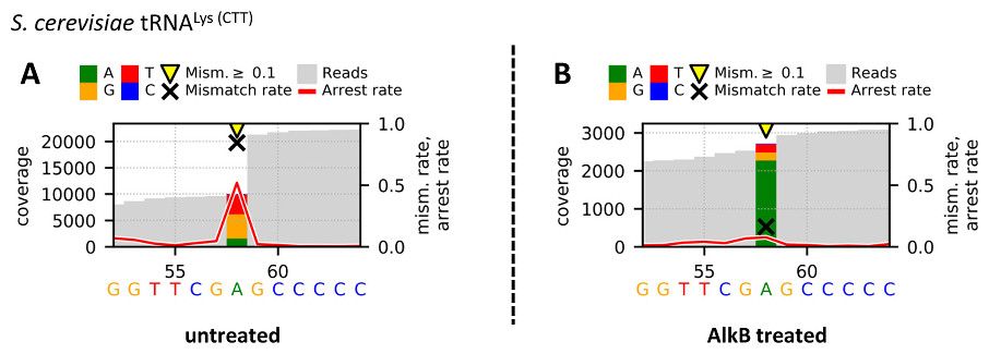 RNA Modification Calling